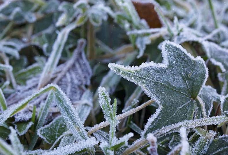 Gjenspeiler frostdatokartene for øyeblikket ikke de nye sonedelen