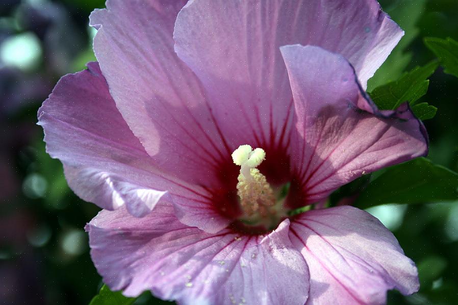 'Blue Chiffon' rose av Sharon-trær produserer ikke ekte blå blomster