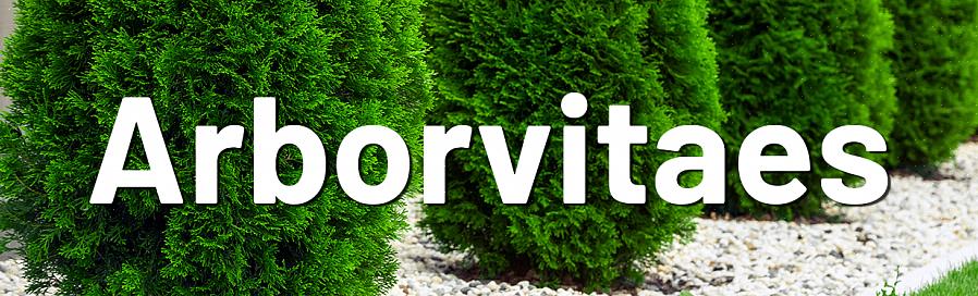 Den beste tiden for beskjæring av arborvitae-busker