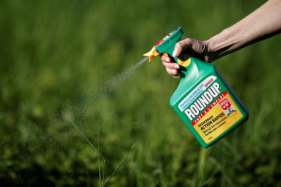 Men mest populære merker har vanligvis en høy nitrogen vannløselig gjødsel som oppmuntrer til topp vekst