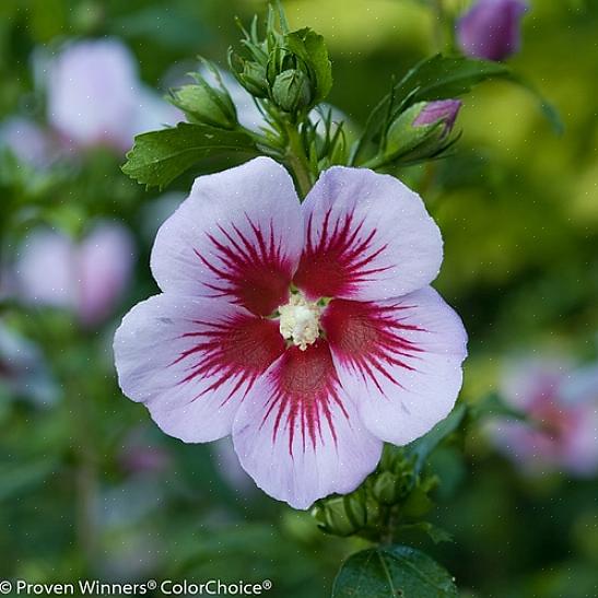 I de fleste regioner der rose av Sharon trives