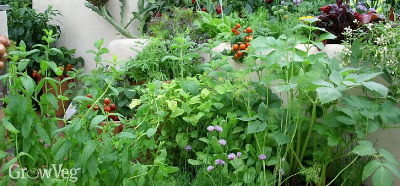 Deretter bestemmer du om du vil plante en tradisjonell hage med bare noen få Permaculture-designfunksjoner