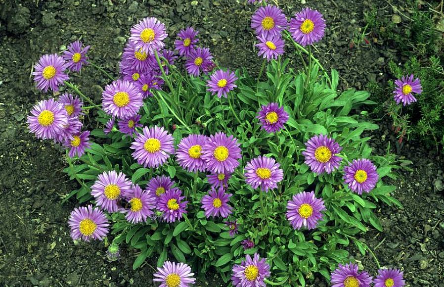 Og gir gartnere et teppe av tusenfrydlignende blomster på en kompakt plante fra august til oktober