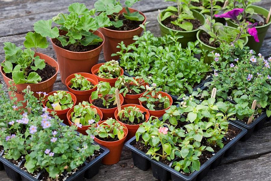 Til tross for vanlig oppfatning er juli definitivt ikke for sent å plante hagegrønnsaker