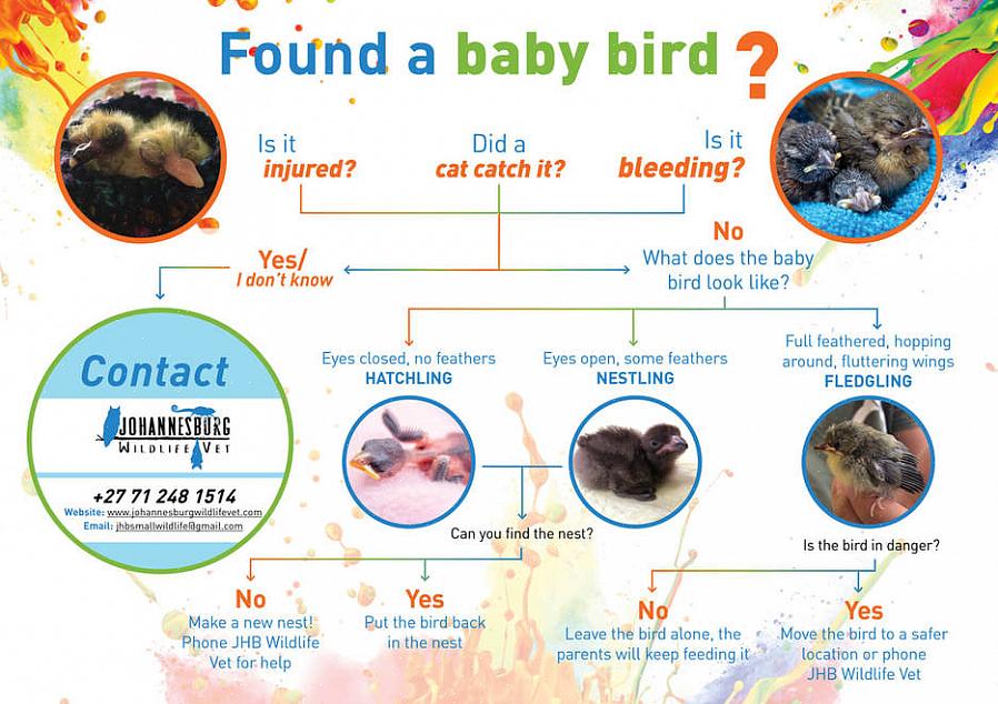 I stedet må du vente på foreldrefuglene eller en naturrehabilitator for å gi babyfuglen et riktig kosthold