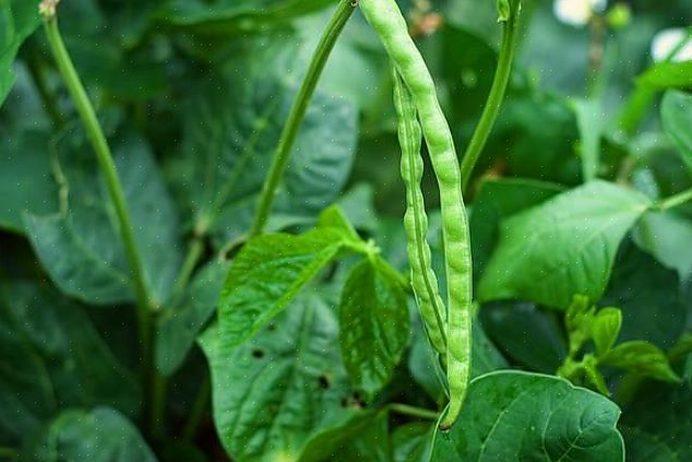 Bladene til den svartøyede erteplanten er den kjente spisse