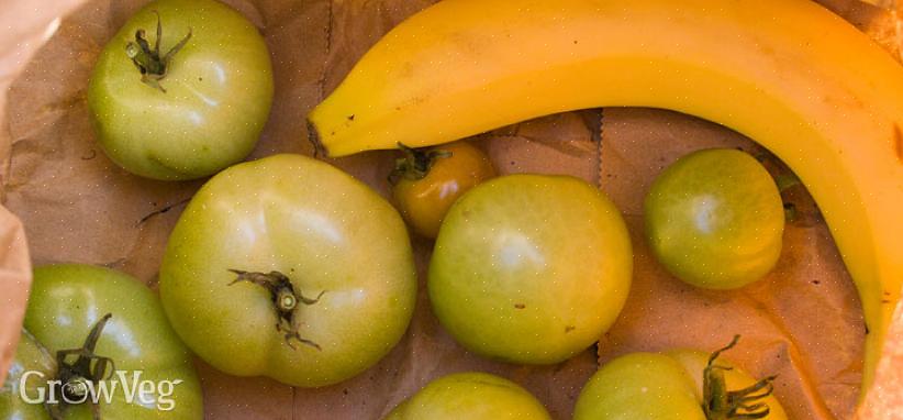 Få de grønne tomatene til å modnes på vintreet