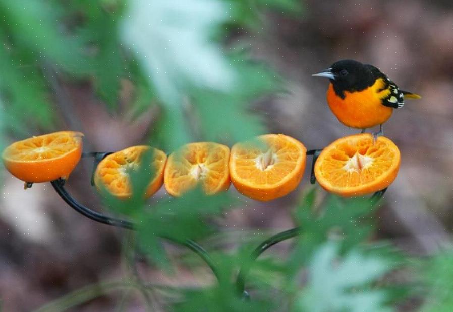 Ikke tilby forsterket appelsinjuice eller appelsinsmak drikke eller brus i stedet for oriole nektar