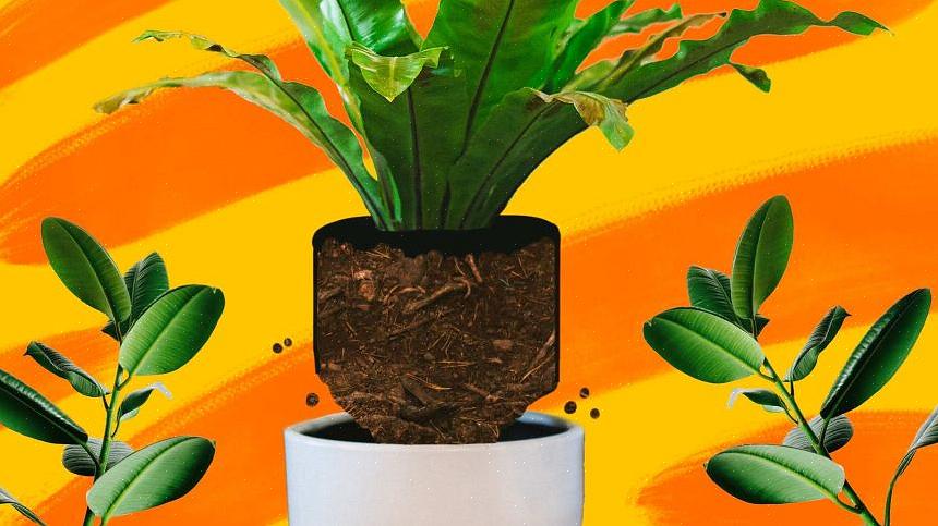 Dette vil ikke bare gi plantens røtterom å strekke seg