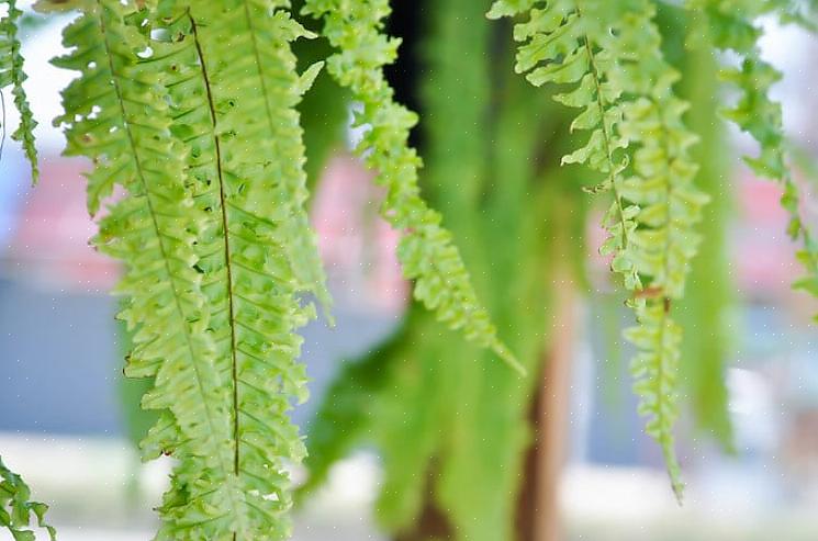 Boston-bregnen (Nephrolepis exaltata bostoniensis) er en av de mest kjente bregnene
