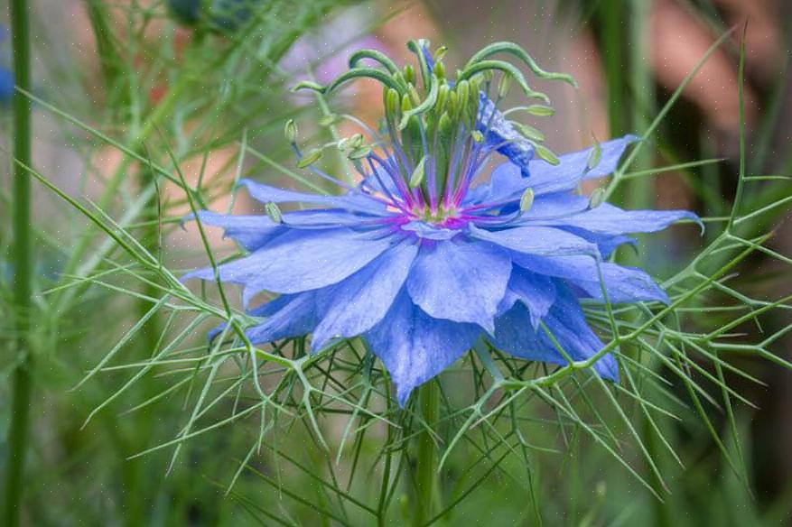 Damascena-planten er ferny