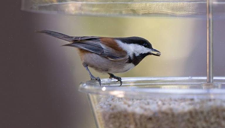 Hvordan tiltrekke seg chickadees