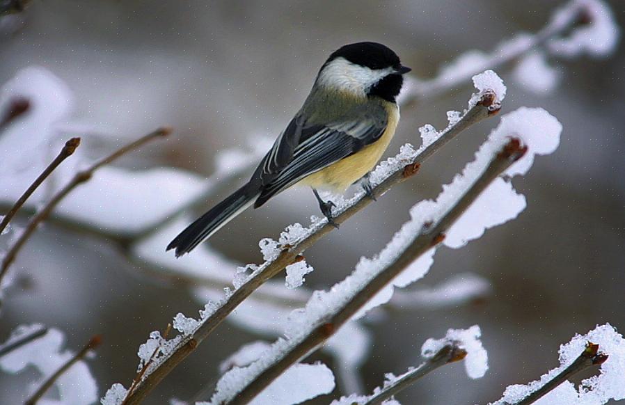 Chickadees vil besøke fuglebad for å drikke