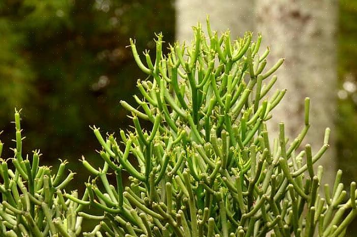 Den såkalte blyantkaktusen (Euphorbia tirucalli) er medlem av Euphorbia-familien