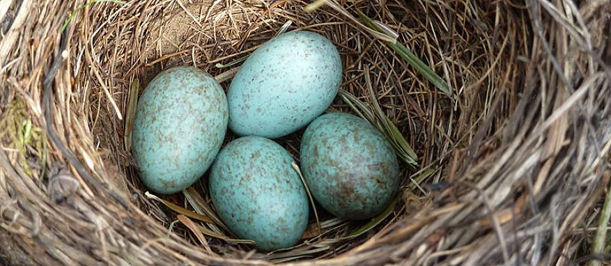 Men hvorfor er robin egg blå