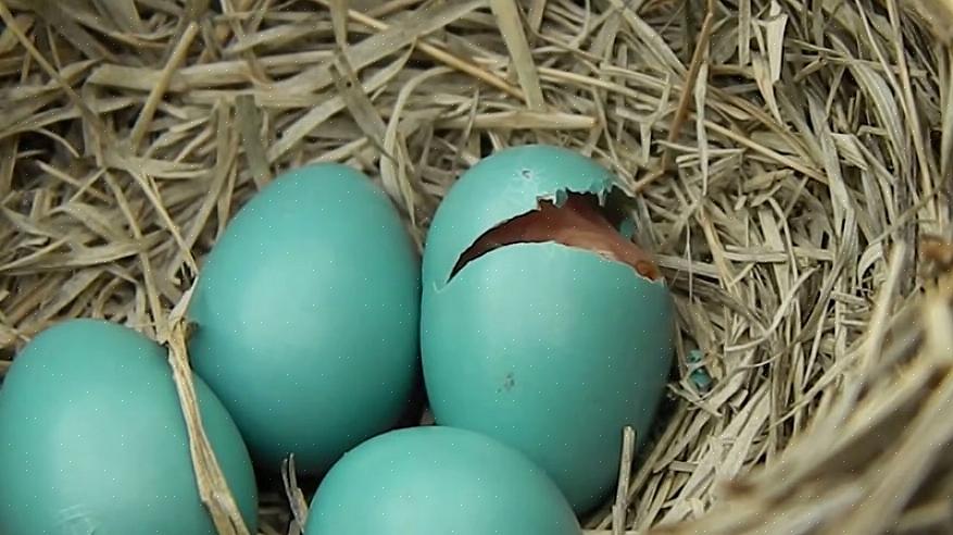 Andre fugler som legger blå egg