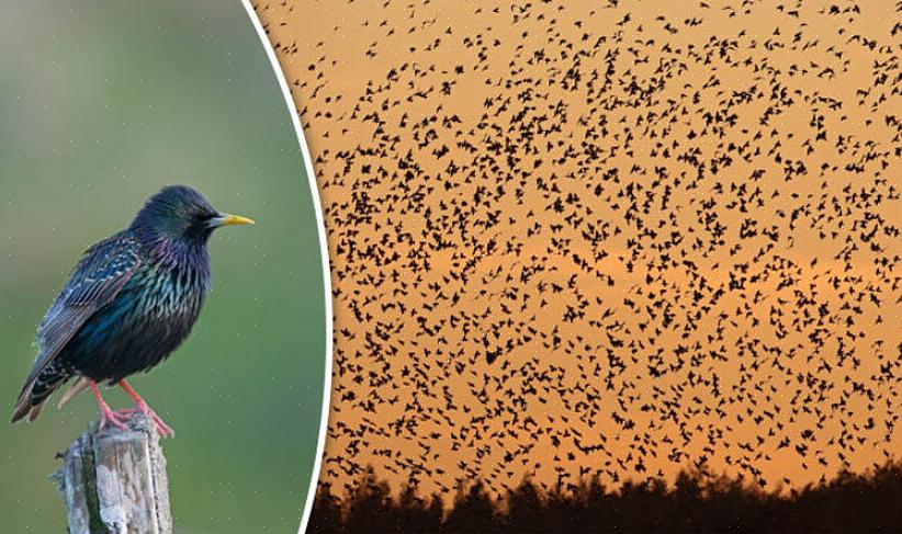 Mange flokkenavn er beskrivende ikke bare for fuglegruppen