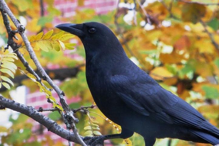 Rive eller annet verktøy for å flytte fuglen hvis mulig