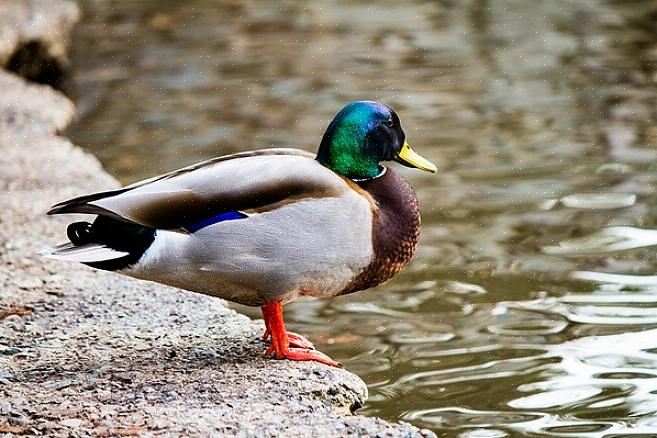 Stokkandskyllinger blir værende hos moren til de er klare til sin første flytur