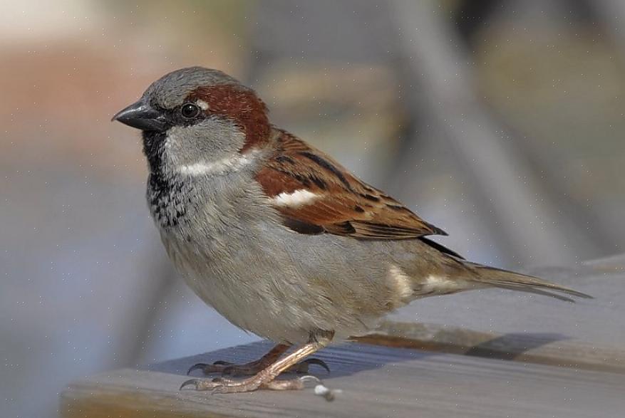 Hvitkronet spurv (Zonotrichia leucophrys) er lett å skille med sitt dristige "banditt" hodemønster av tykke
