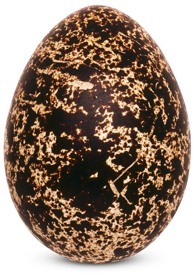 Ulike fuglearter legger forskjellige farger på egg