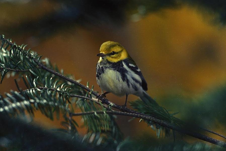 Kan bakgårdfuglere tiltrekke seg warblers med suksess
