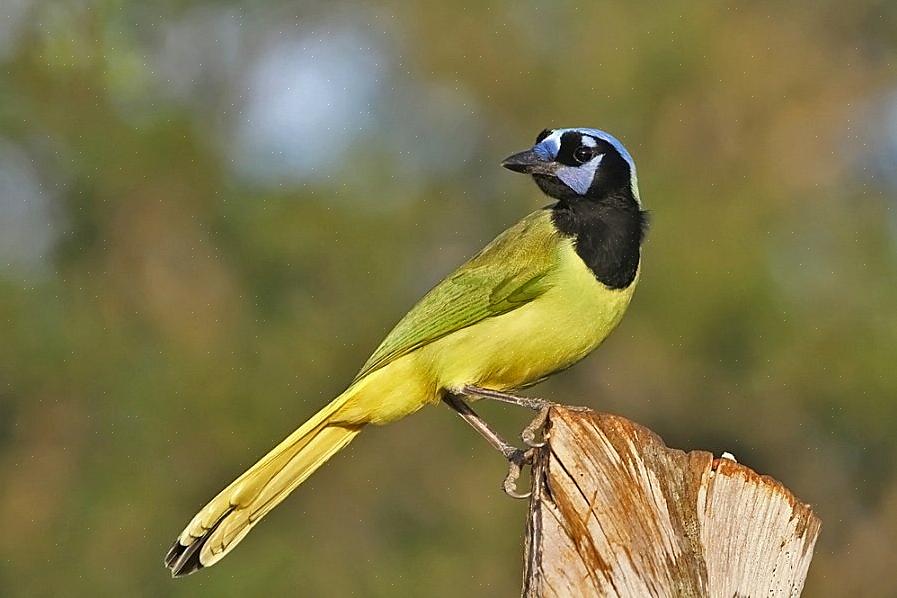 Det beste utstyret å ha for South Texas birding inkluderer